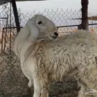 حري فاخر معرف ومشروط