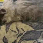قطة للتبني