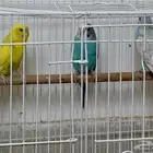 ثلاث اناث بادجي