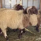 طليان للبيع