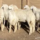 رخال حريات فواخر تاسيس مراح