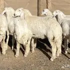 رخال صنف الصنف