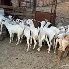 تيوس ذبايح ( تم البيع)