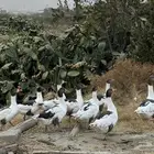 وز بلدي