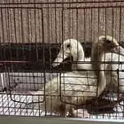 زوج بط