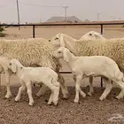 حريات ولد صنف (تم البيع)