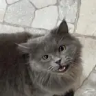 قطة مفقودة