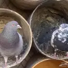 جوز مع فروخه