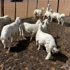 تم البيع الله يبارك لشاري