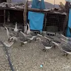 وز عراقي للبيع