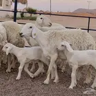 حريات صنف ولد(تم البيع)