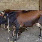 بقرتين جرسيات لقاح