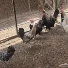 ديوك بلدي
