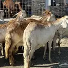 10 سواكن درمانيه دفيع شرط مولد وحده