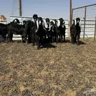 جفار عنق عارضيات