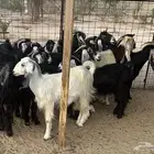 معزاء عوارض