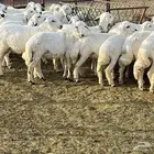 50 طلي للبيع نظيفه واكلها نظيف ولايوجد اي تطعيم