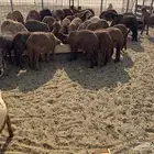 سواكني حمري