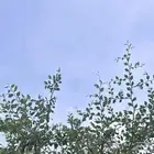 افور سدر مطحون واخضر