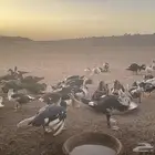 بط مسكوفي