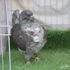 مودينا