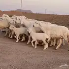مراح حريات ولد منوة ألقاني(تم البيع)