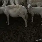 حريات وحده والد معها خروف له شهرين وحده دافع قريب ولادها