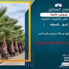 نخل واشنطونبا كميات كبيرة