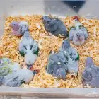 فروخ كنيور