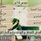 اليوم الوطني عرضة نجدية