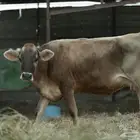 بقره تحتها عجله