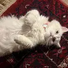 قطوه هملايا اورنج سيرازي