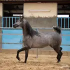 مهرة فاخرة بمزادنا