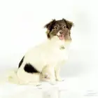 كلب للبيع