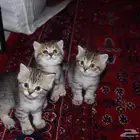 قطط سكوتش