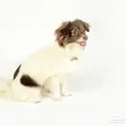 كلب مهجن للبيع