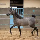 بيع المهرة الجميلة