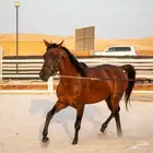 حصان واهو شييخخ جاهز للشتويه