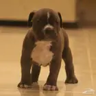 امريكان بولي