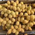 برحي بصر حائل
