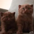 بريتش شور هير سينمون تشوكلت (تم البيع)