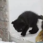 قط من ابو سكوتش وام شيرازيه العمر 3 اشهر