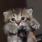 قطط سكوتش