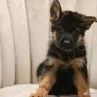 جرو جيرمن بديقري اهالي ابطال