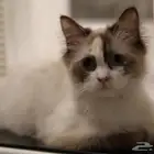قطة انثى راغدول   كيتن ذكر للبيع