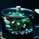 حوض تيراريوم قطعة ديكور مميزة للمطبخ و اضافة لمسه طبيعية