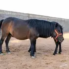 حصان وفرس ومهر سيسي