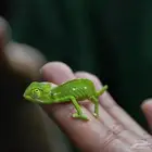 للبيع بيبي كامليون