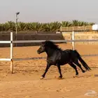 خيل سيسي للبيع