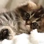 كيتن سكوتش فولد لونق هير